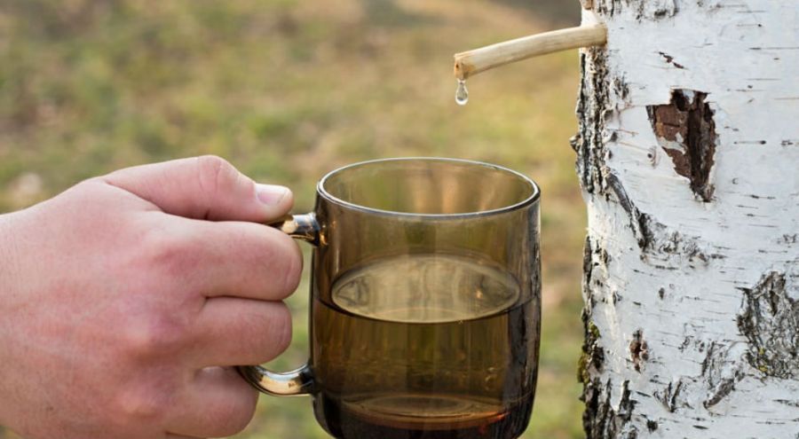 La sève de bouleau est-elle bonne pour la santé ?
